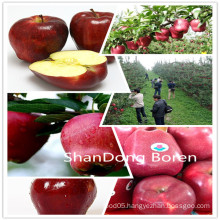 2015 Fresh Huaniu Apple with Better Quality in China